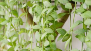 Segreti per far crescere forte la catena di monete in casa