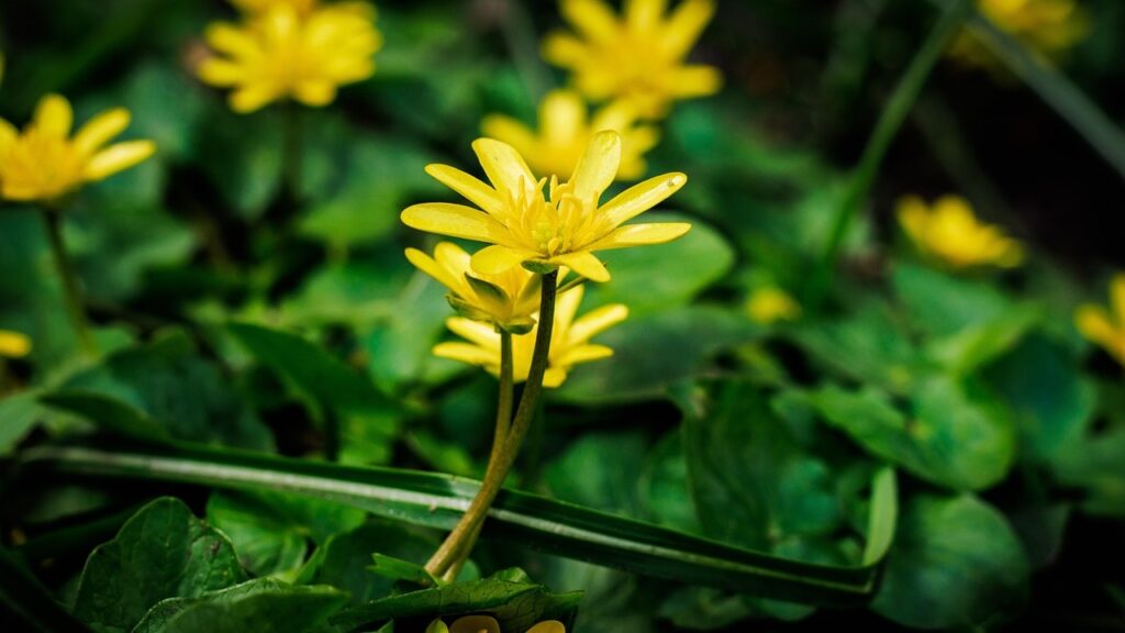 Celidonia: tutto sulla pianta officinale più usata per la pelle