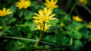Celidonia: tutto sulla pianta officinale più usata per la pelle
