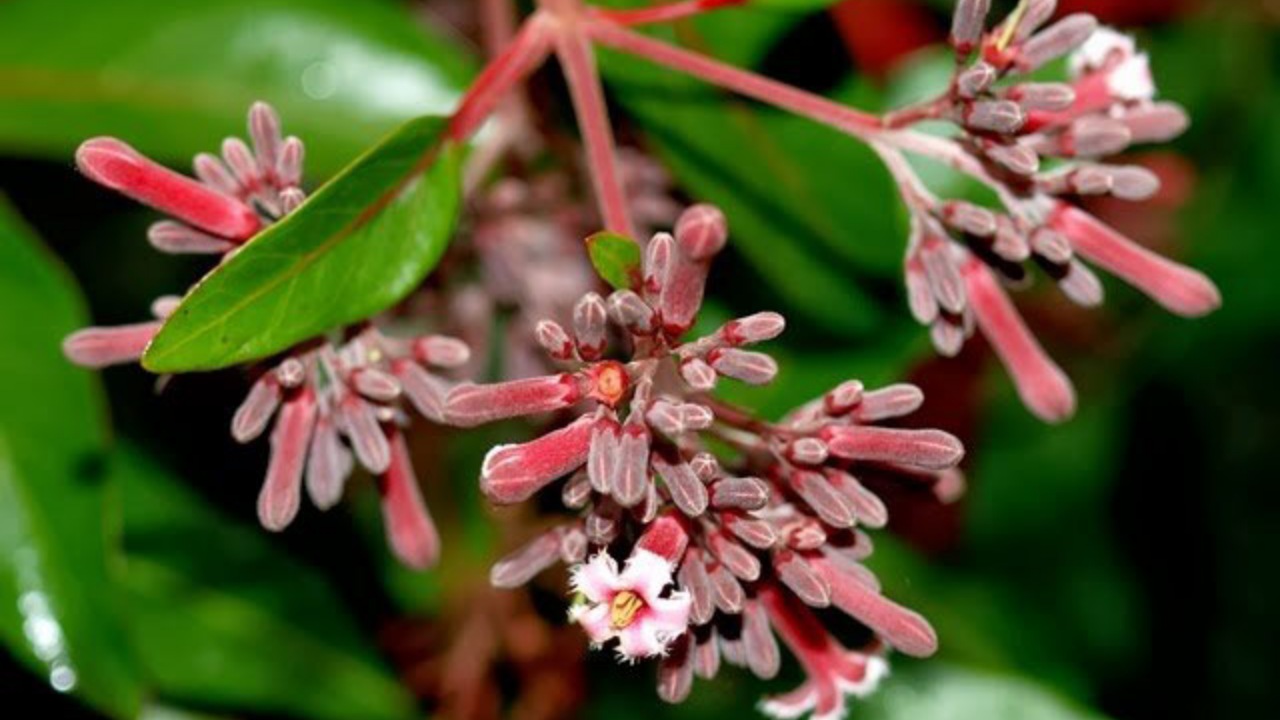 Cinchona officinalis: albero di china