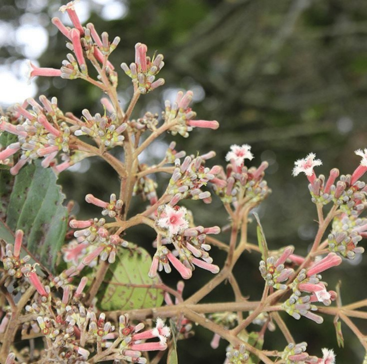 Cinchona officinalis: albero di china