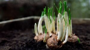 Coltivare cipolle: tecniche semplici per ottenere bulbi grandi e gustosi