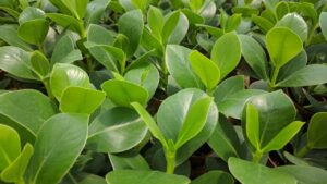 Clusia rosea: una pianta robusta e decorativa per casa e giardino