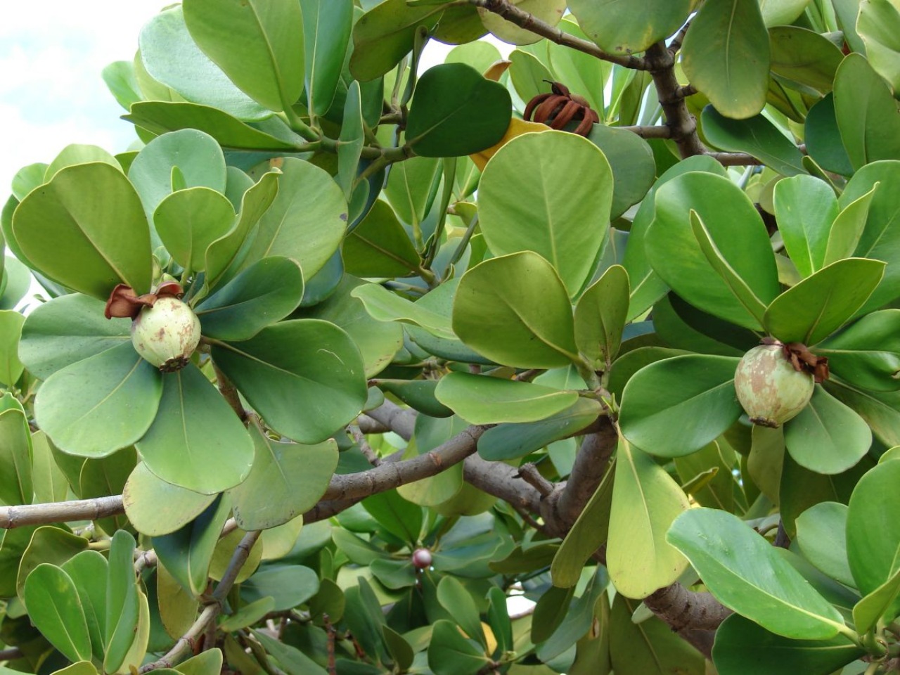 Clusia rosea: pianta tropicale