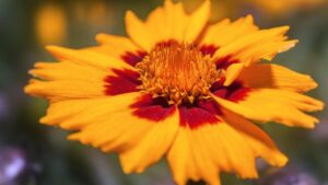 Coreopsis: il fiore che porta colore dalla primavera all’autunno