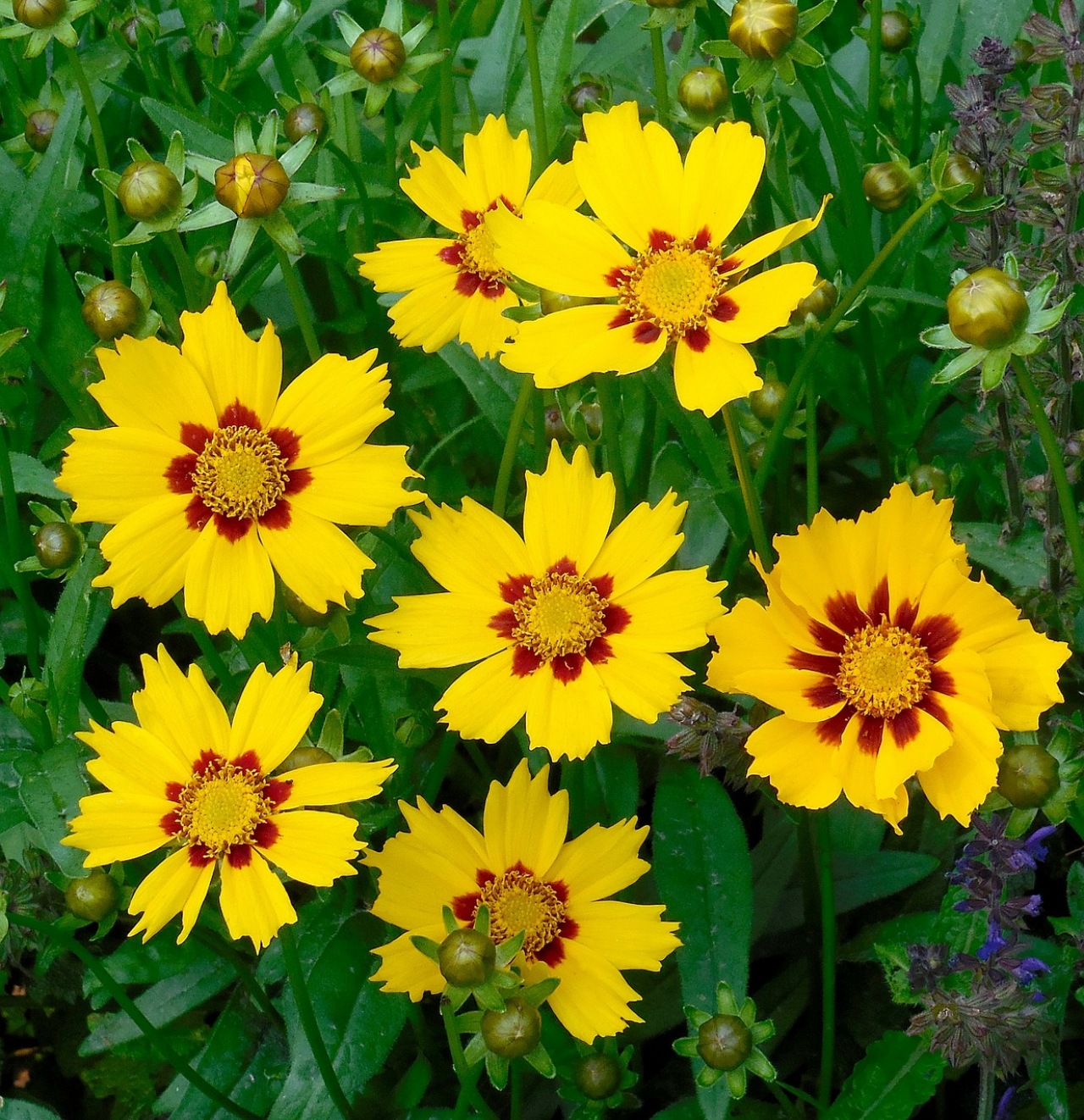 Coreopsis: fiori colorati per il tuo giardino