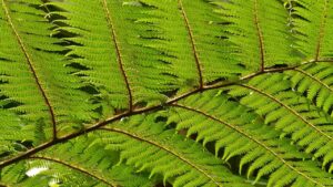 Come coltivare e curare la felce arborea Dicksonia Antarctica