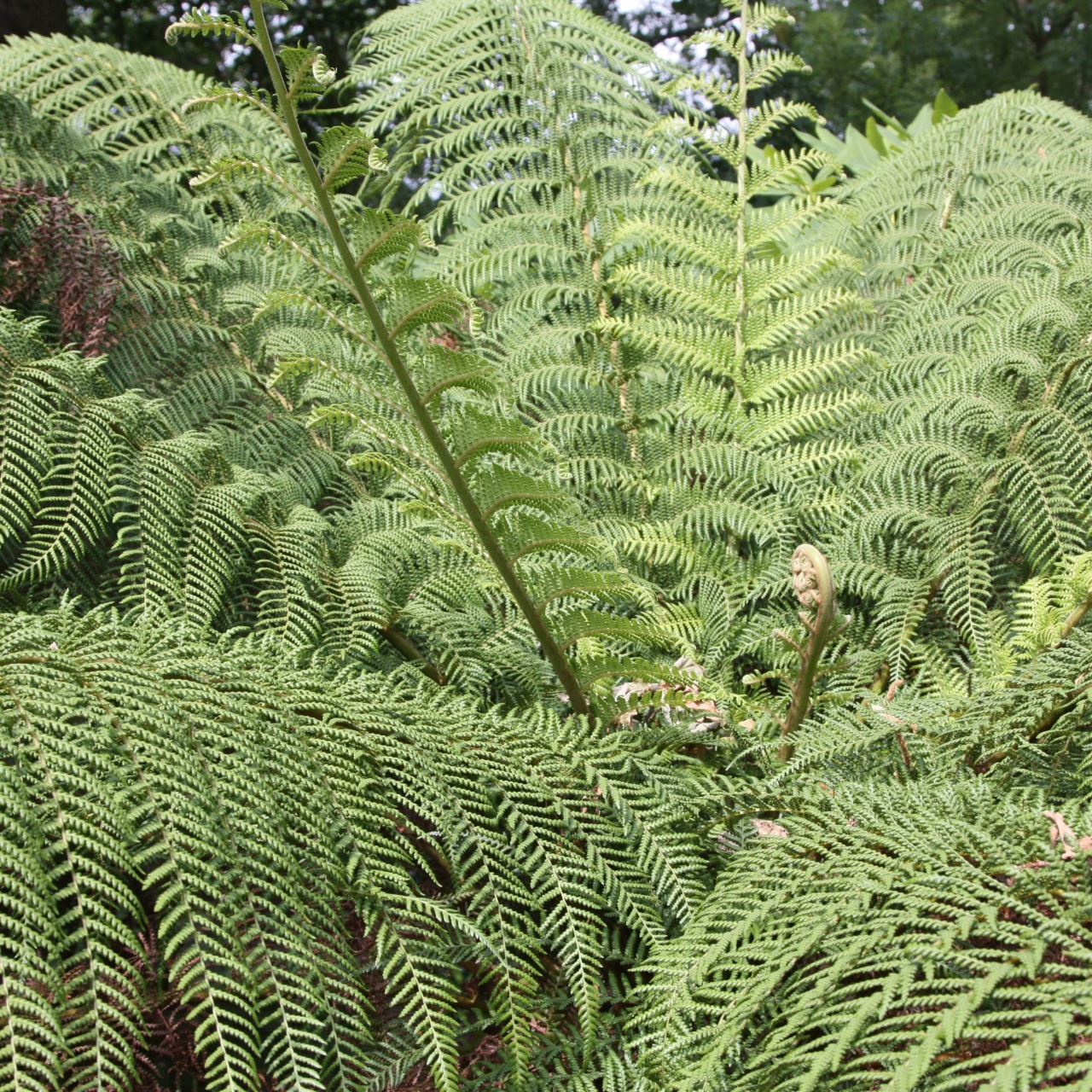 Dicksonia antarctica: pianta resistente e longeva
