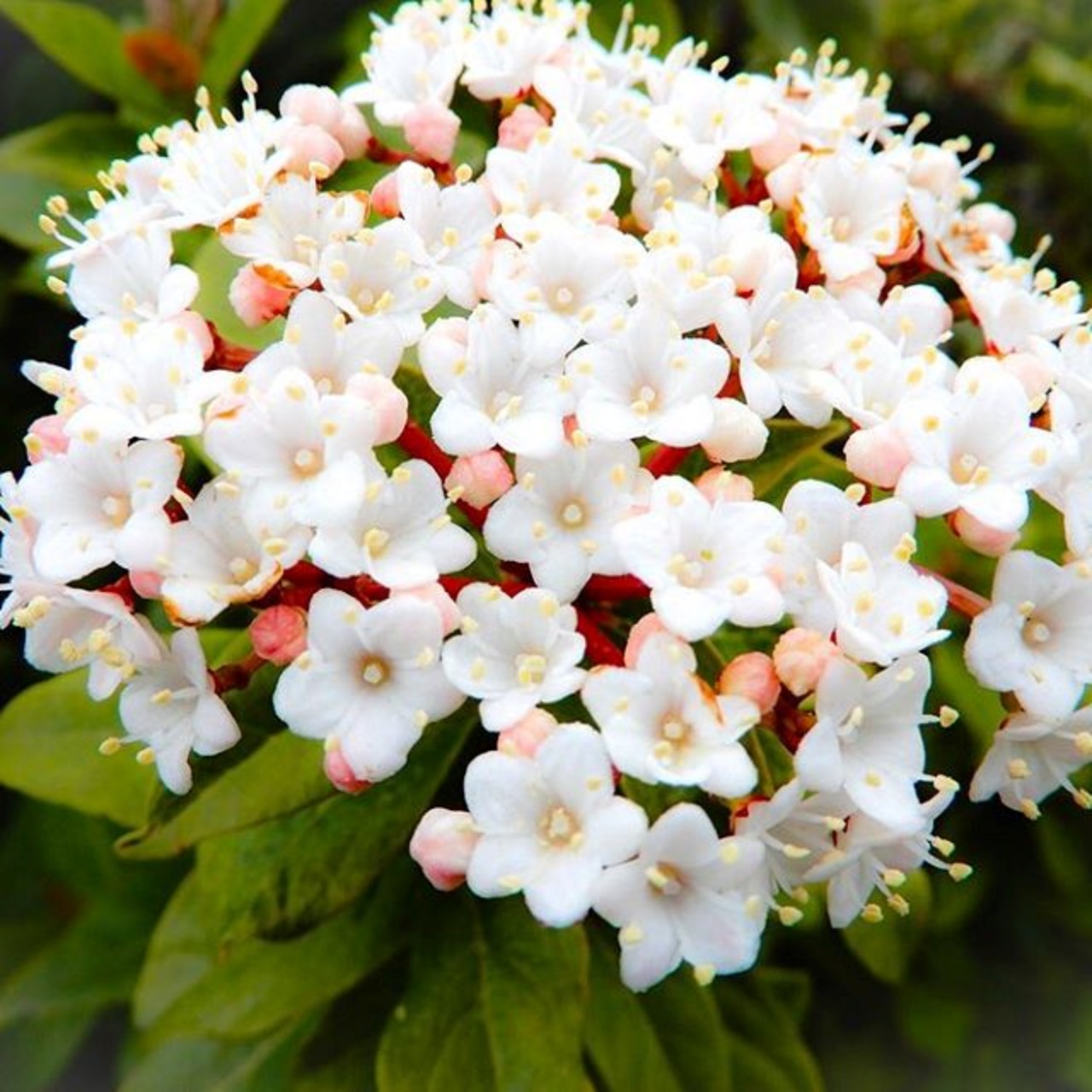 Durillo: pianta dai fiori bianchi e rosa