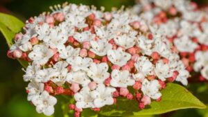 Durillo: l’arbusto che fiorisce anche d’inverno