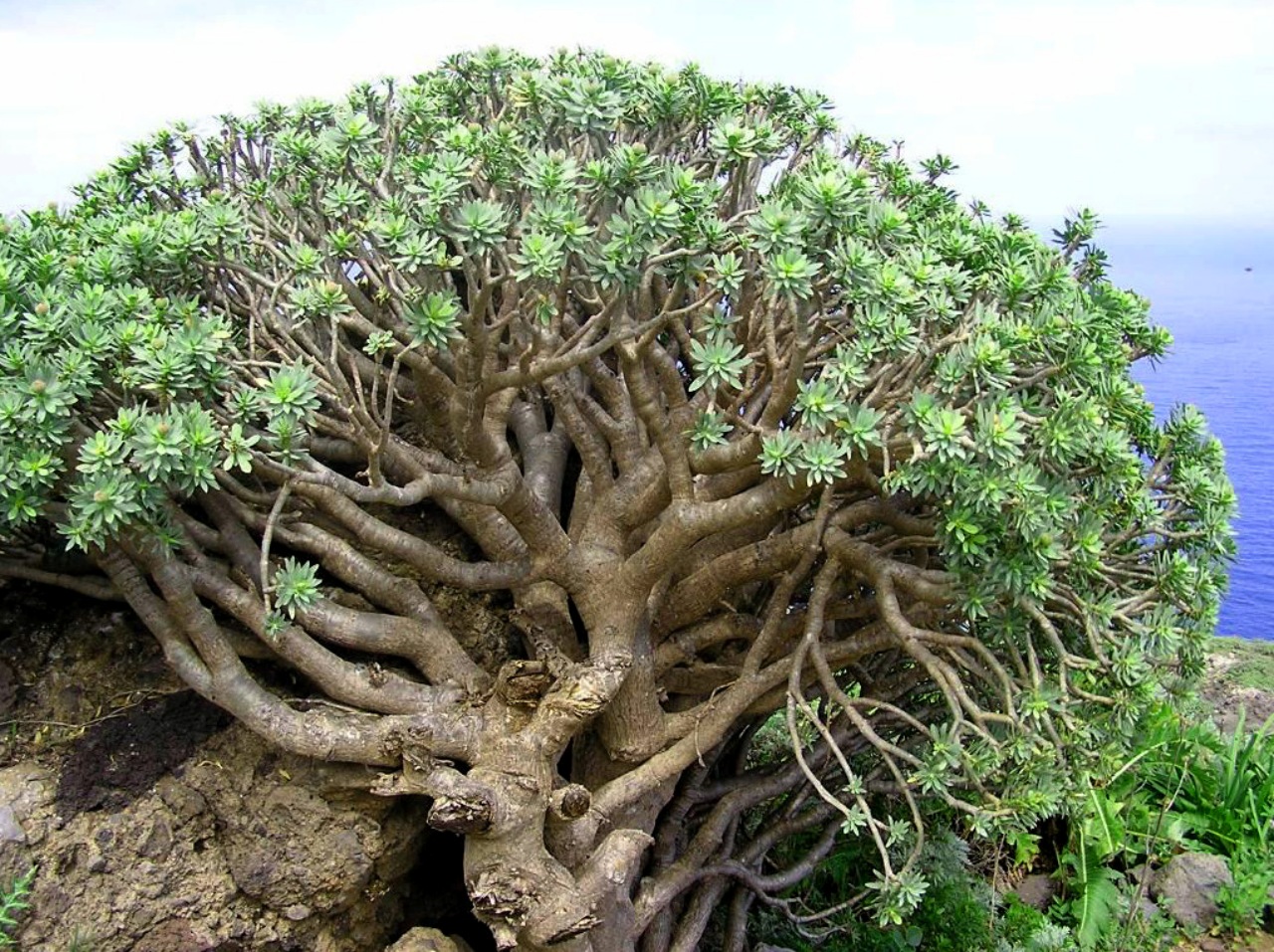 Euphorbia balsamifera: pianta succulenta