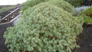 Euphorbia balsamifera: eleganza e semplicità in una pianta tutta da scoprire