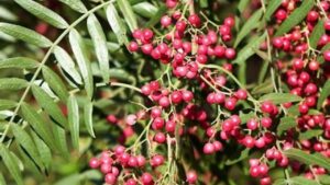 Falso pepe: un albero resistente e ideale per il giardino