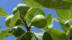 Potatura del fico: il metodo giusto per far rifiorire anche gli alberi più vecchi