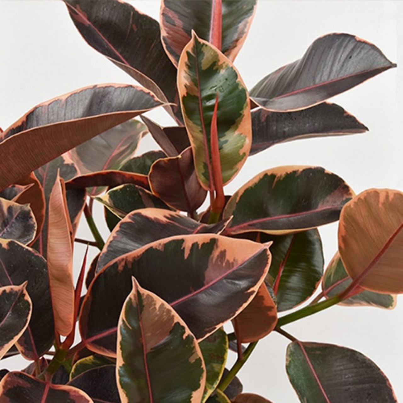 Ficus Ruby: facile da curare