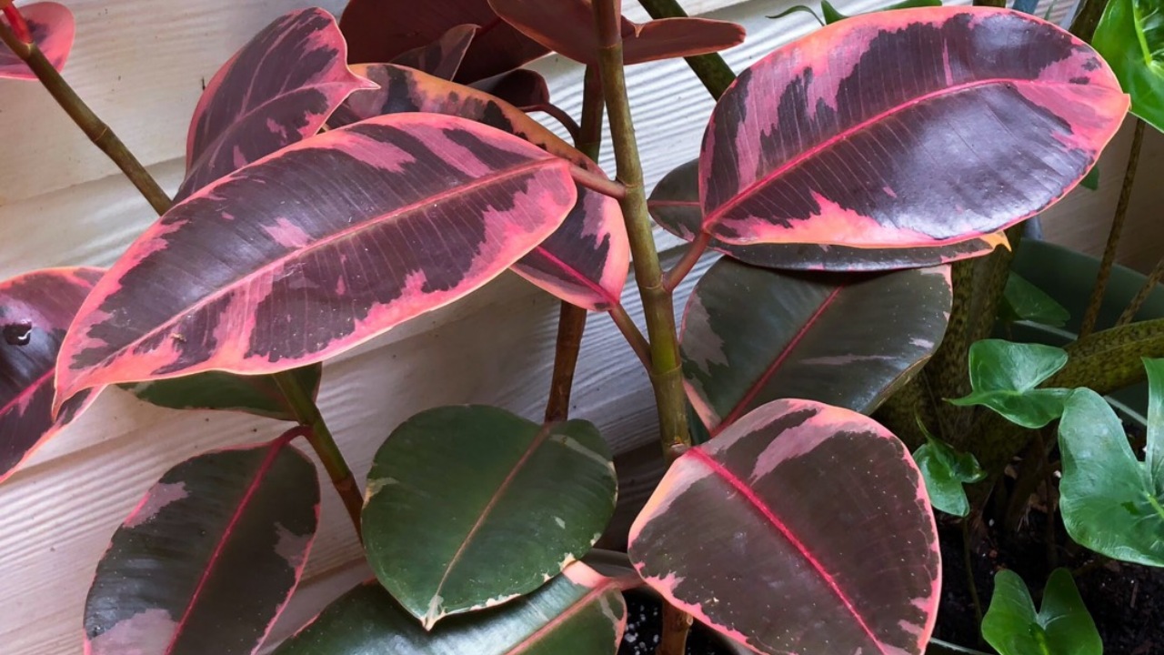 Ficus Ruby: facile da curare