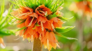 Fritillaria: una bulbosa originale e colorata facile da coltivare in giardino