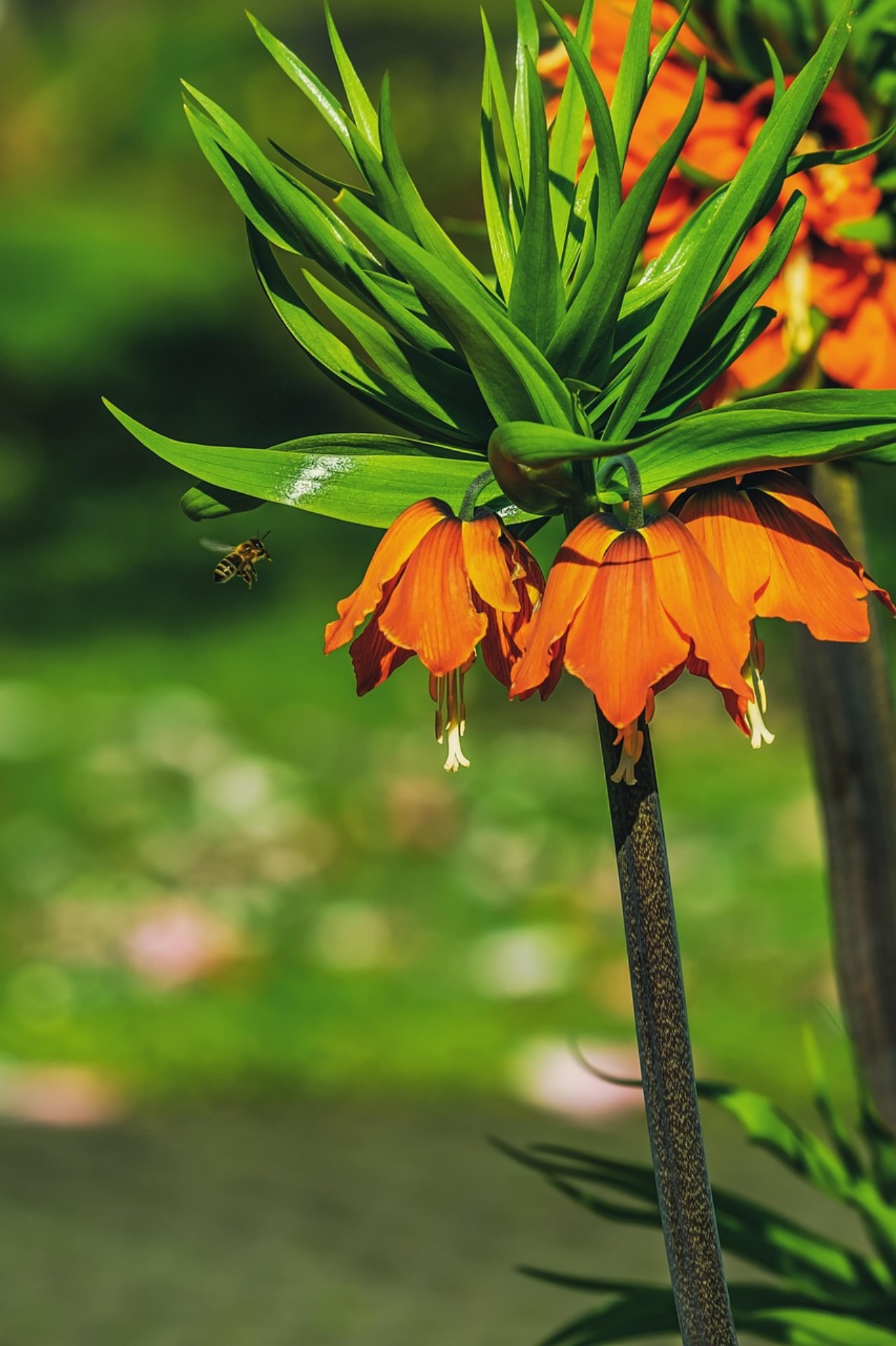 Fritillaria: fiori a campana