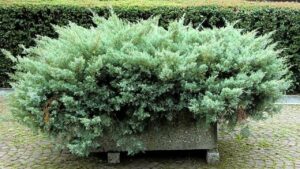 Ginepro strisciante: la pianta ideale per il tuo giardino