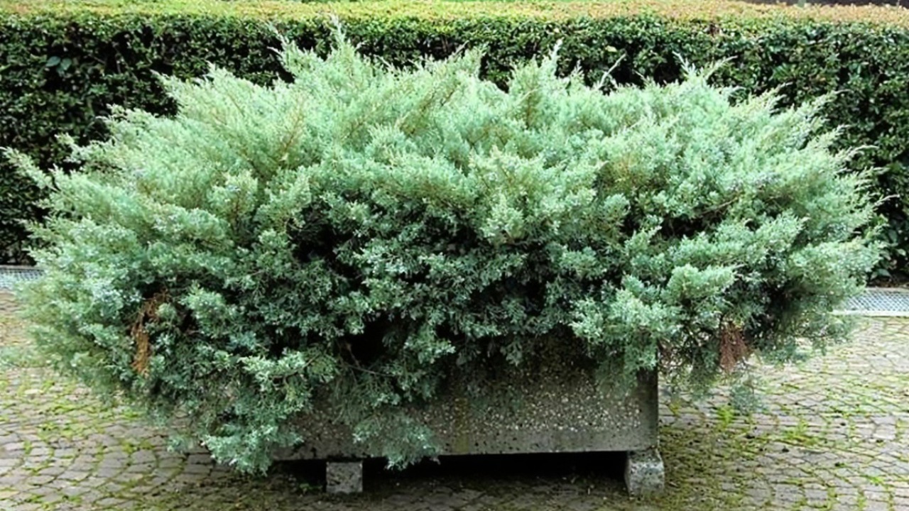 Ginepro strisciante: come coltivarlo nel tuo giardino