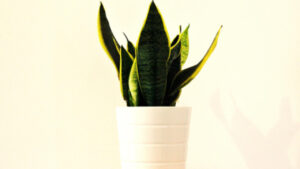 La vostra Sansevieria non fa germogli – probabilmente state sbagliando qualcosa