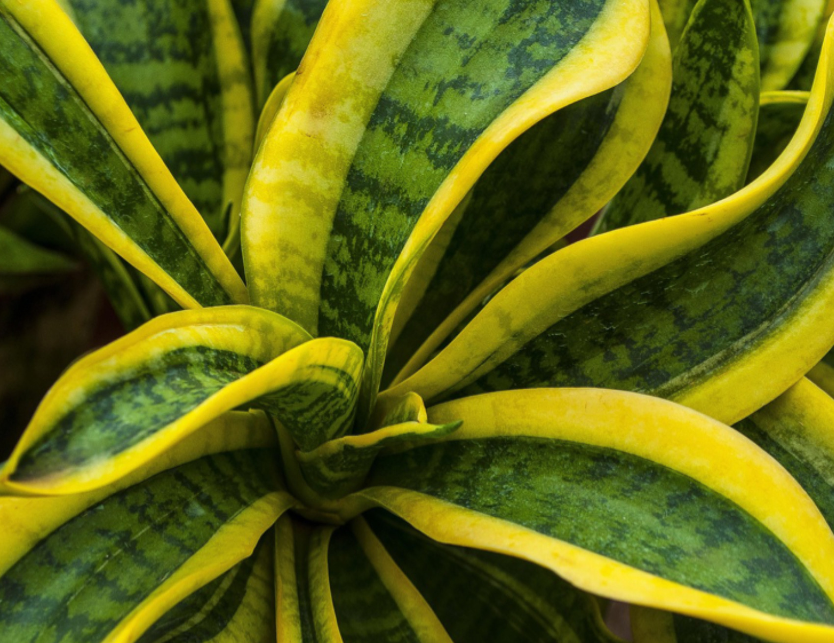 Pianta verde