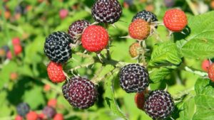 Lampone nero: benefici, usi e come coltivarlo nel tuo giardino