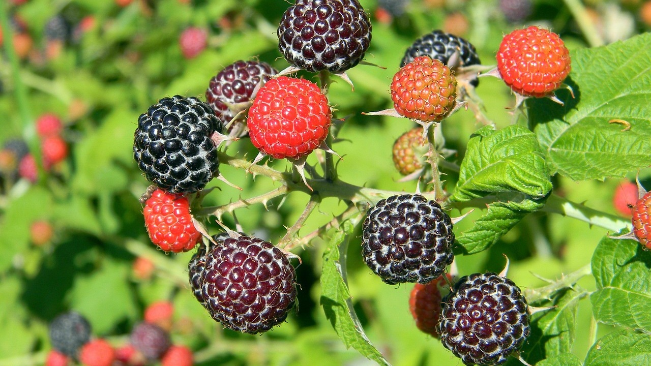Lampone nero: caratteristiche e benefici