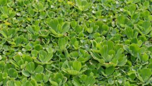 Attenzione alla lattuga d’acqua: bella sì, ma dannosa per l’ecosistema