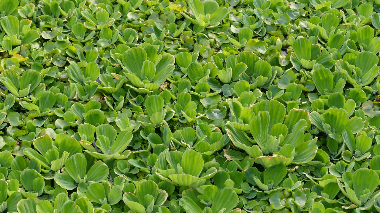 Lattuga acquatica: svantaggi da conoscere