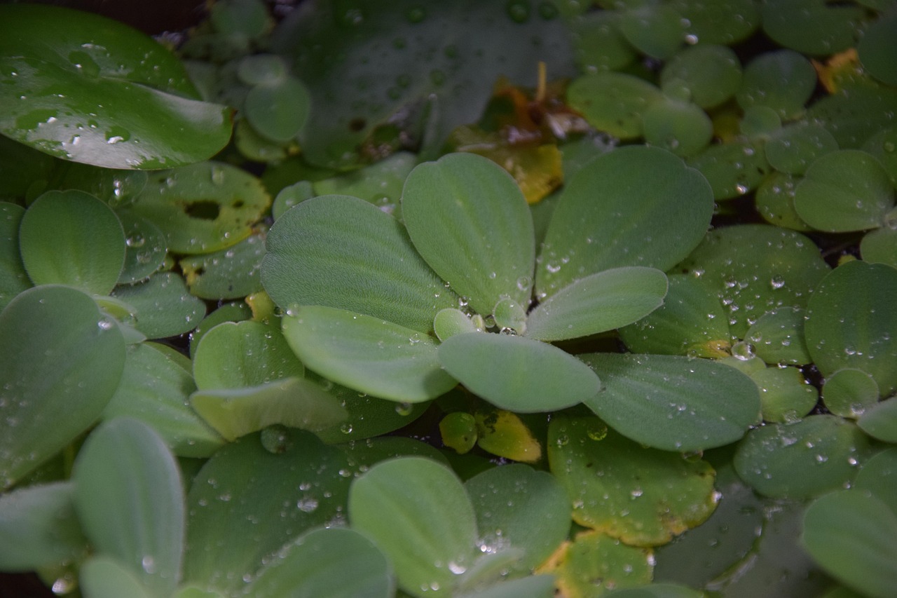 Lattuga acquatica: svantaggi da conoscere