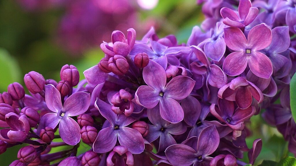 Guida semplice al lillà: coltivazione e fioritura senza stress