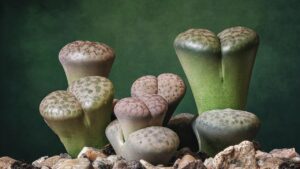 Lithops: il segreto delle piante che si camuffano come pietre