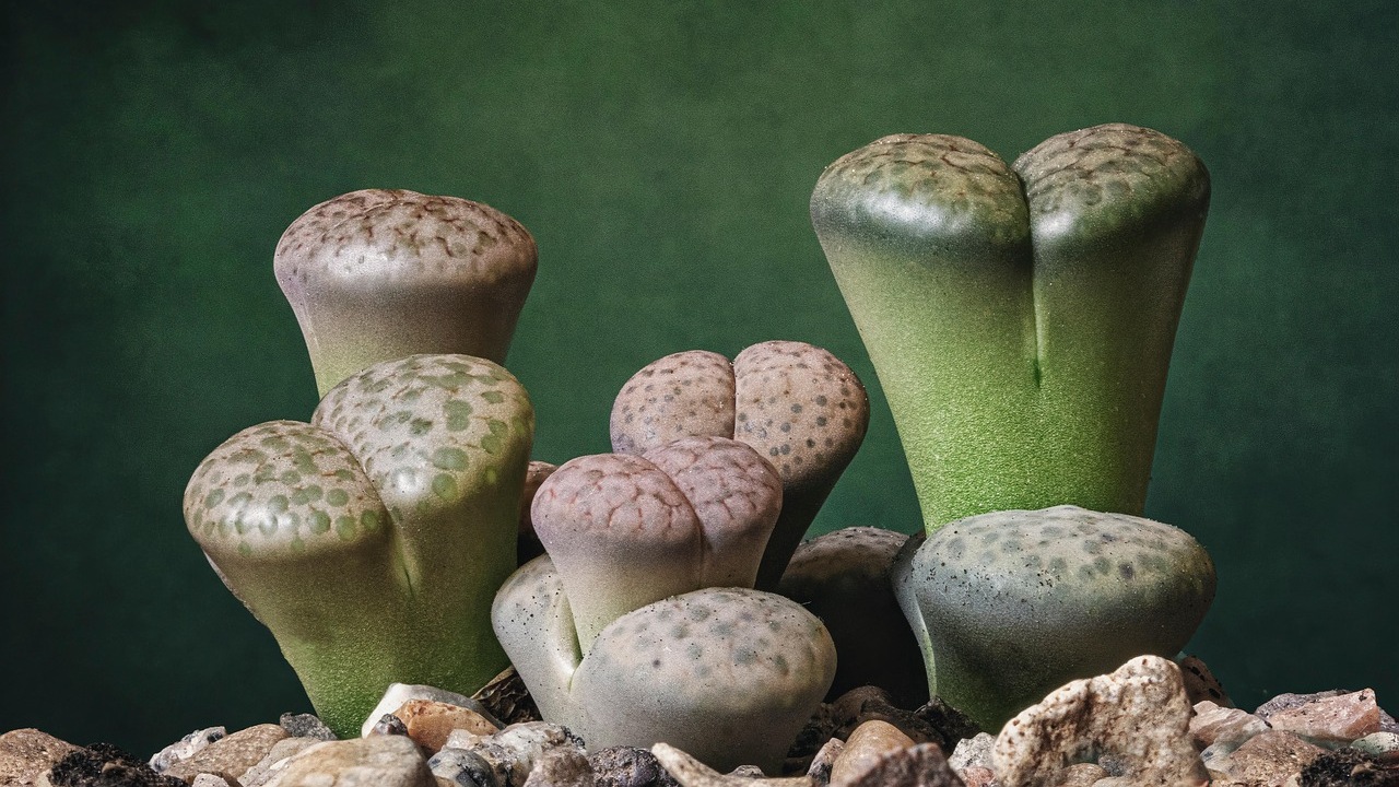 Lithops: pietre vive