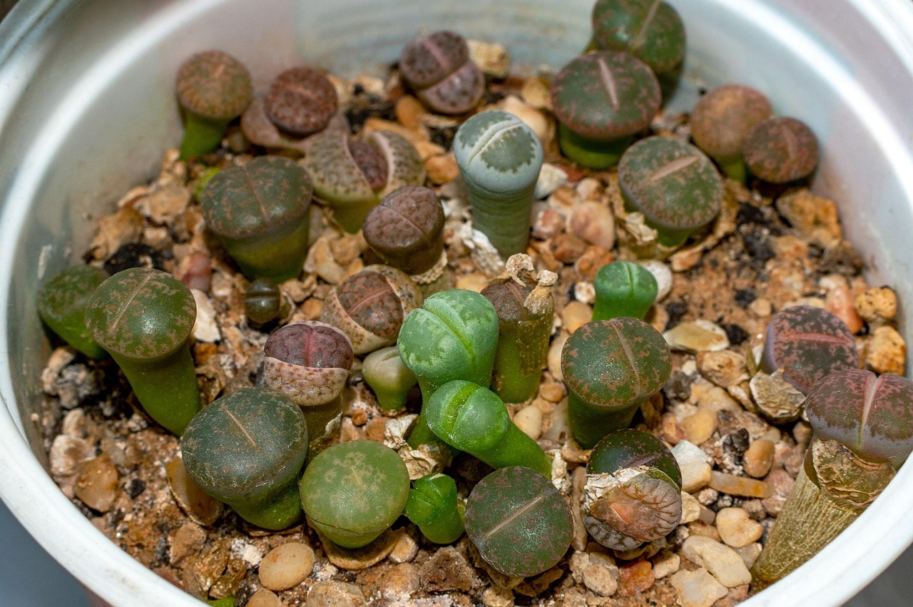 Lithops: pietre vive
