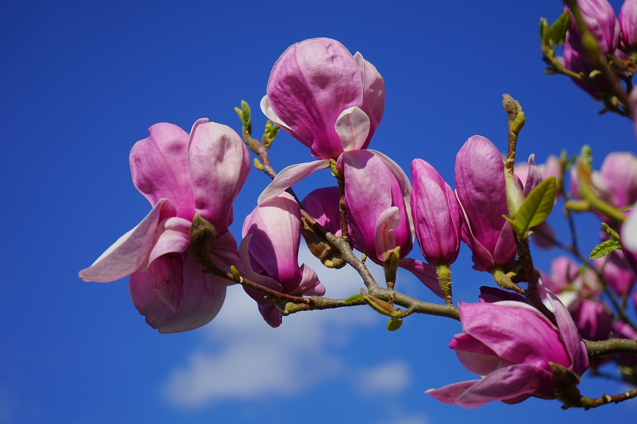 Magnolie per un giardino incantato