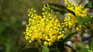 Mahonia aquifolium: come coltivarla e curarla al meglio