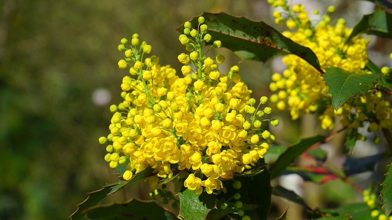 Mahonia aquifolium: resistente e decorativa