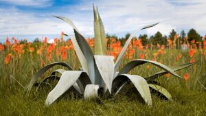 Tutto quello che ti serve sapere per prenderti cura del Mezcal Maguey