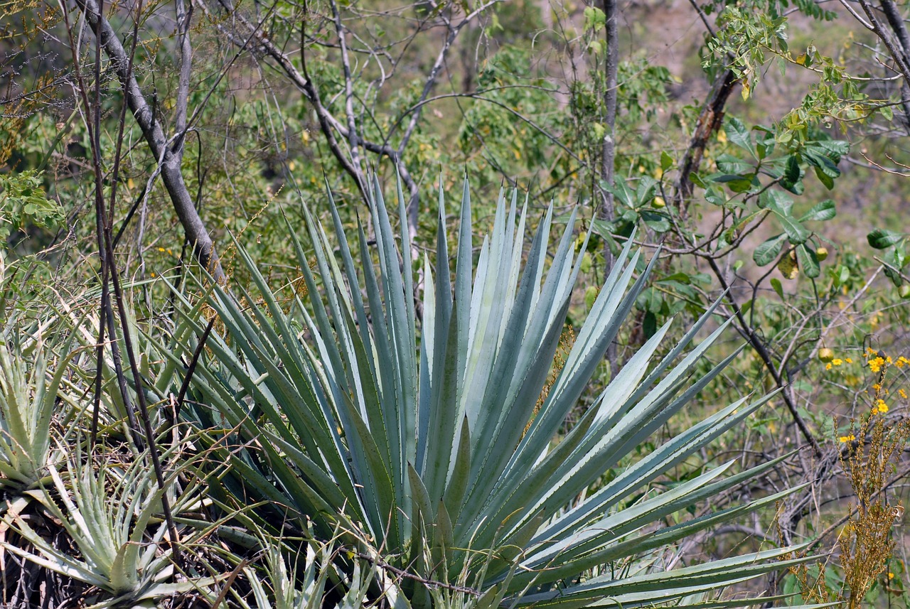 Mezcal Maguey: agave