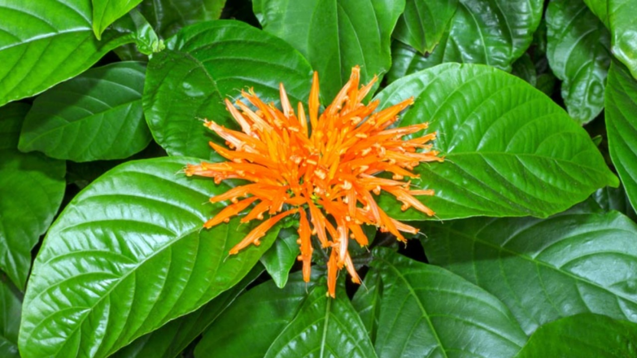 Muicle: erba officinale
