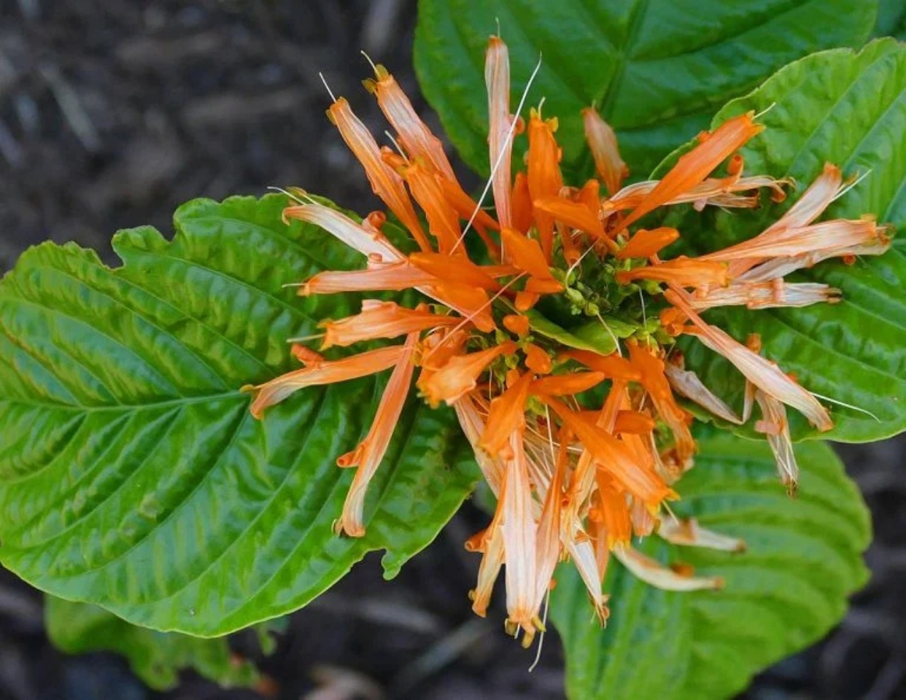 Muicle: erba officinale