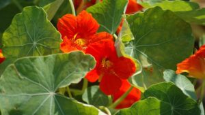 Come coltivare e usare il nasturzio in cucina: un tocco di colore e sapore