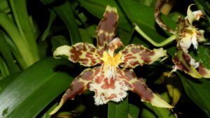 Odontoglossum: l’orchidea scenografica che sorprende anche i coltivatori esperti