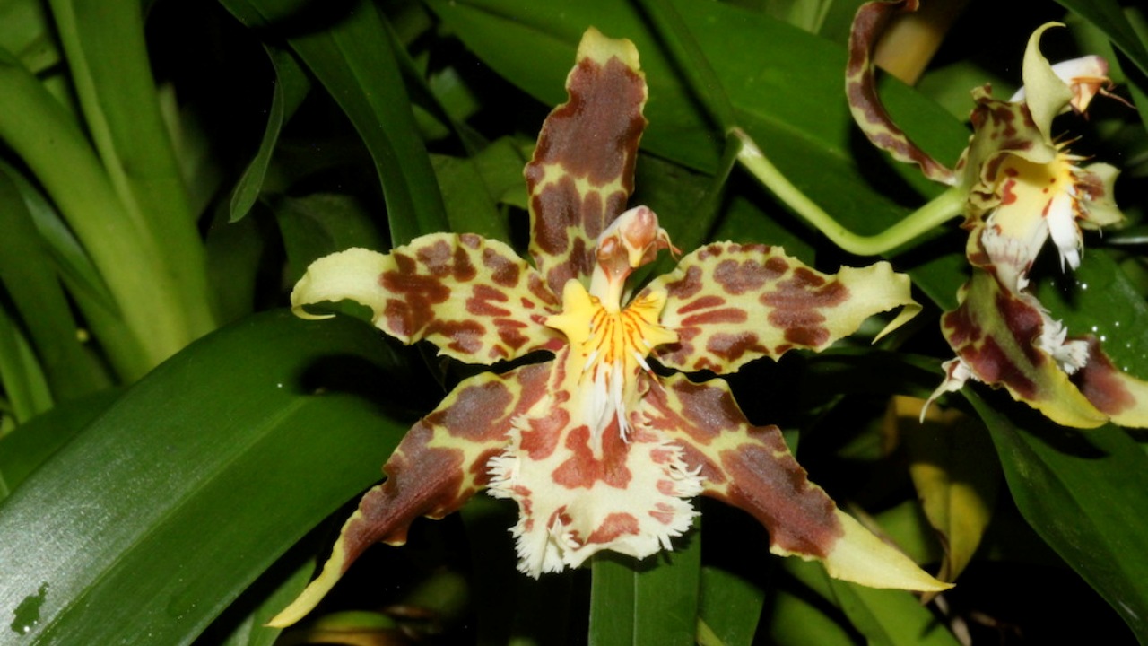 Orchidea Odontoglossum