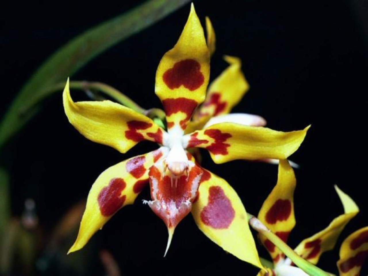Orchidea Odontoglossum