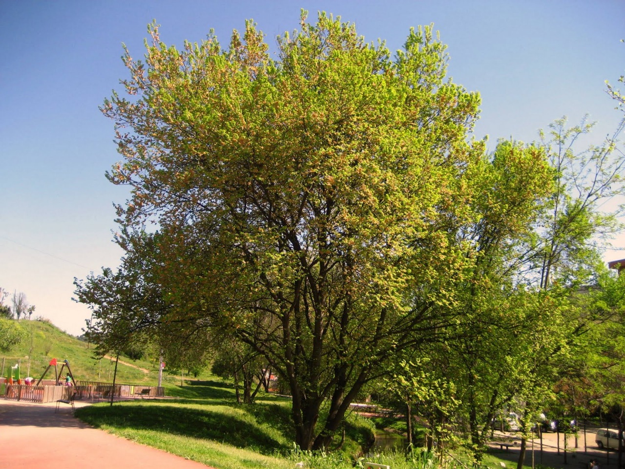 Olmo: albero perfetto per il tuo giardino