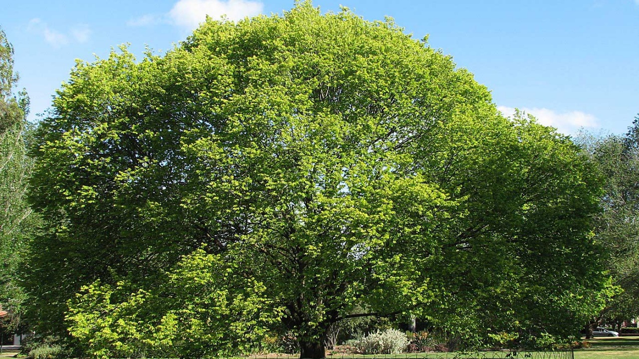 Olmo: albero perfetto per il tuo giardino
