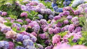 Come creare un giardino incantato: le piante più belle per un angolo da sogno