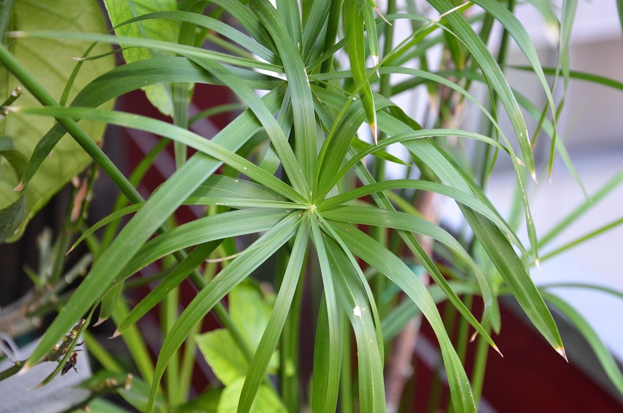 Papiro per un giardino sempre bagnato